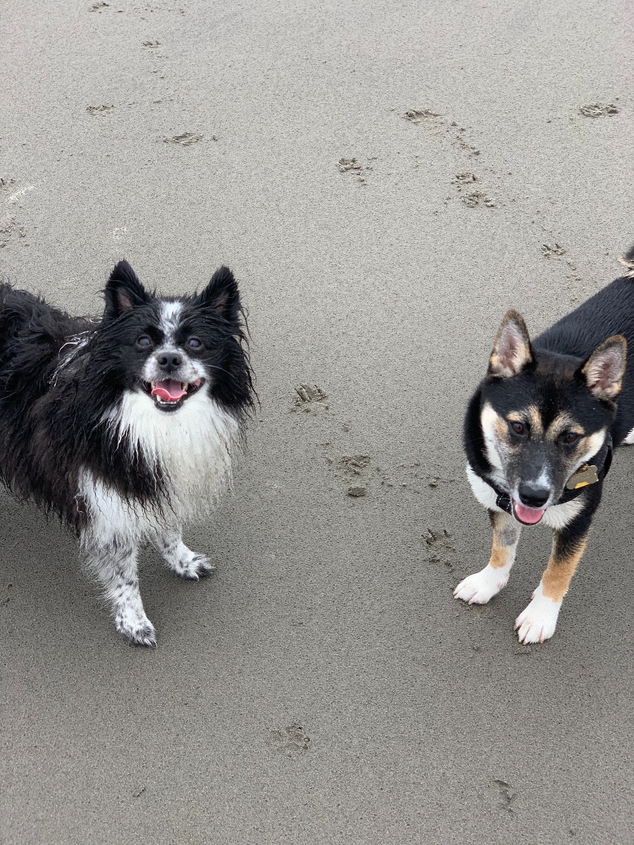 Barry and Frankie on beach