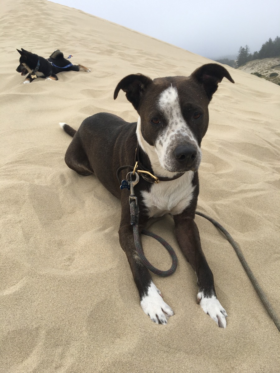 bert and barry sand dunes